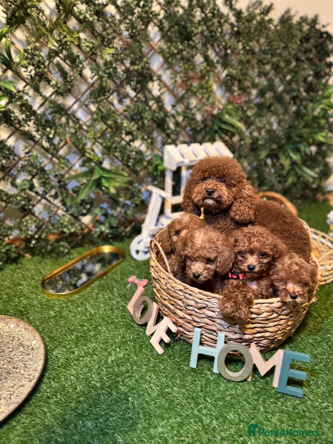 Toy Poodle dogs for sale: Adorable Toy Poodle Puppies  - Image 28