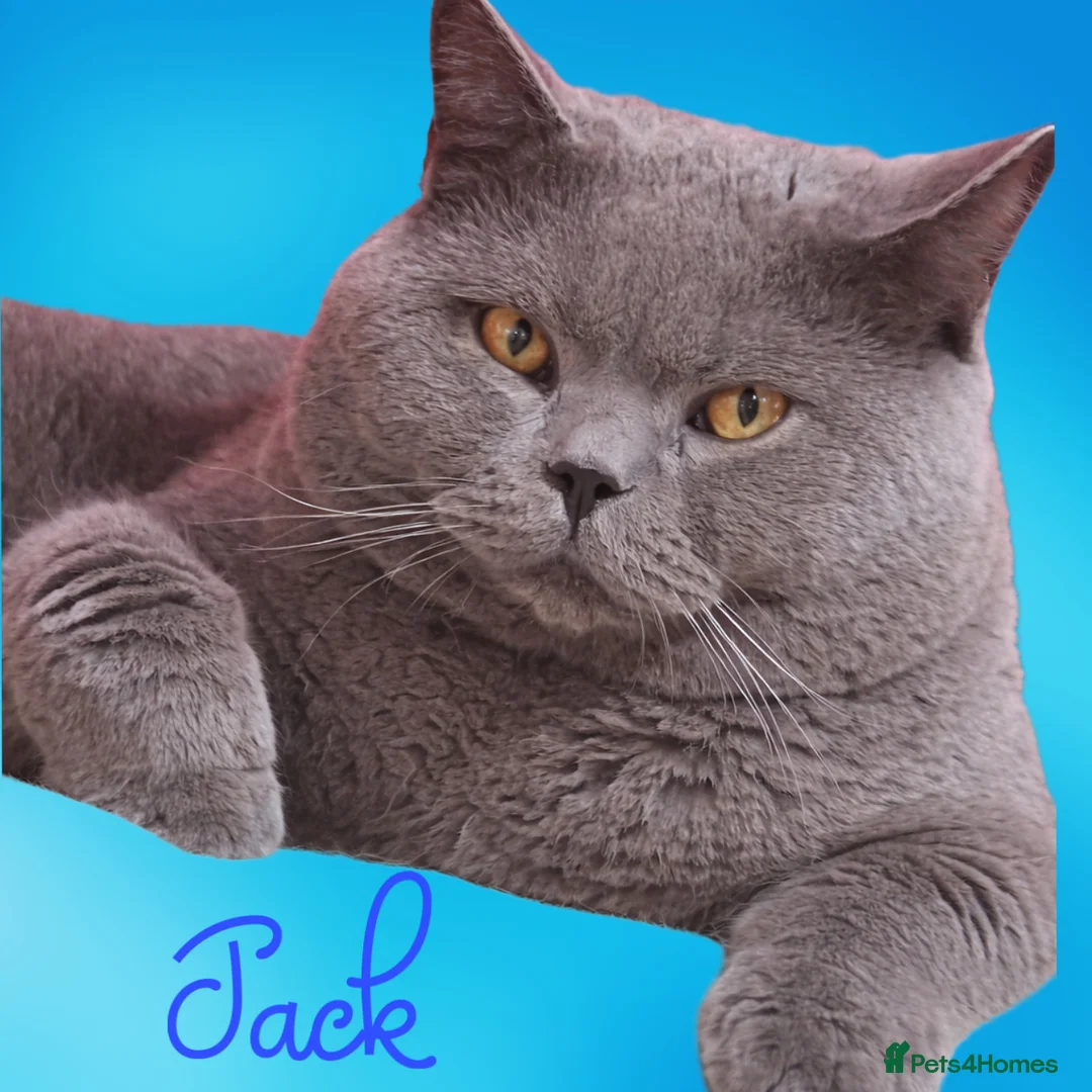 British Shorthair cats for sale: ✨ Quality pedigree British Shorthair Kittens  in Pontypool - Advert 18