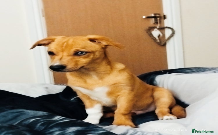 Mixed Breed dogs - Advert 4