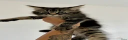 Mixed Breed cats for sale: Beautiful cuddly sweet kittens  - Advert 1