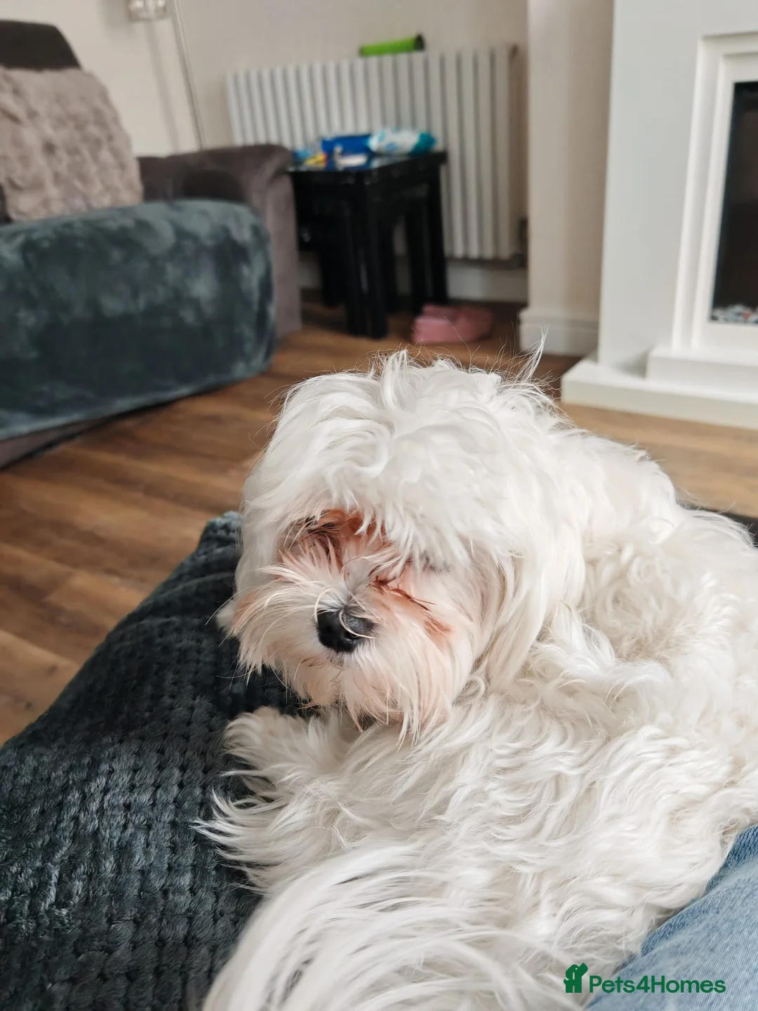 Maltese dogs for sale: Maltese dog for sale 14 months old  in Colne - Advert 2