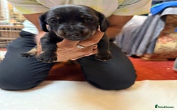 Dachshund dogs for sale: Smooth hair standard dachshunds - Image 6
