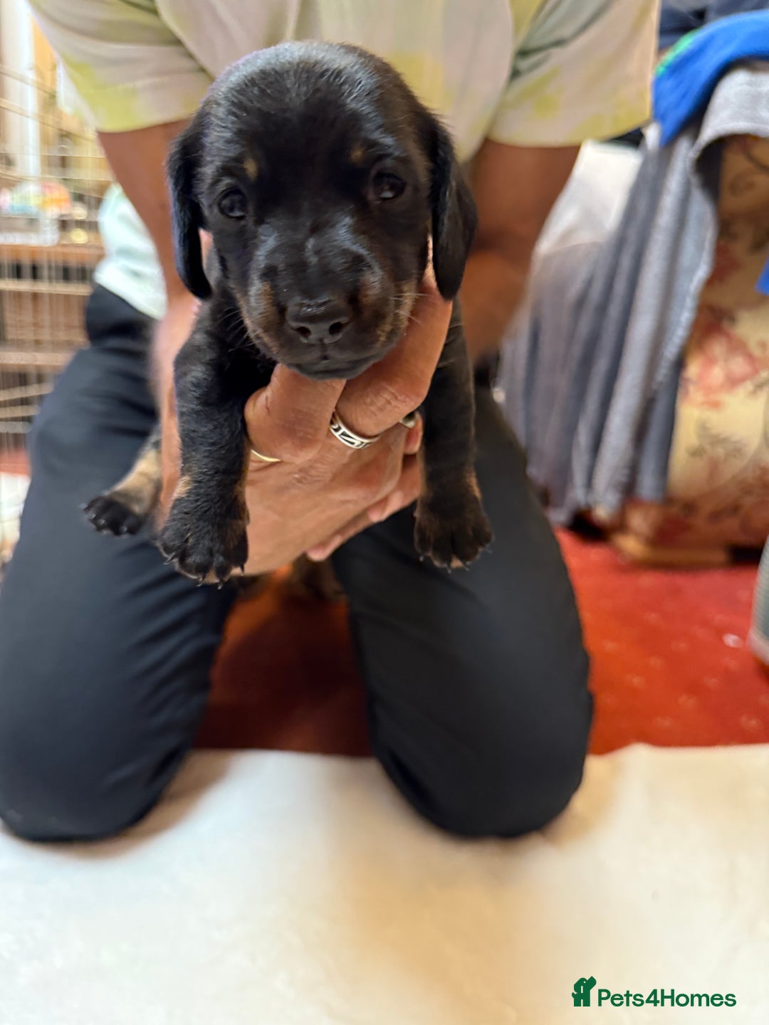Dachshund dogs for sale: Smooth hair standard dachshunds - Image 6