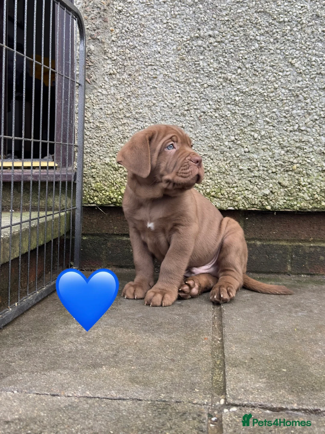 Mixed Breed dogs for sale: Presa X Neo puppies R2G! last available female  - Advert 17