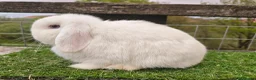 Mini Lop rabbits for sale: Adult mini lop Female  - Advert 2
