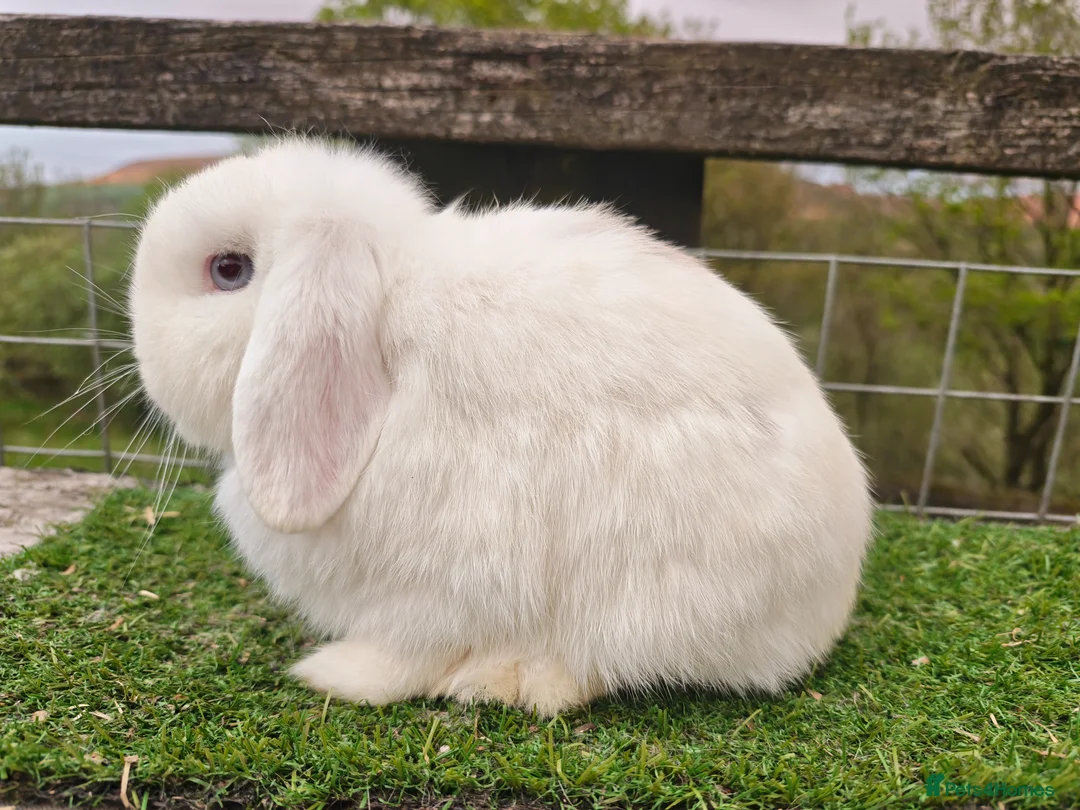 Mini Lop rabbits for sale: Adult mini lop Female  - Advert 2