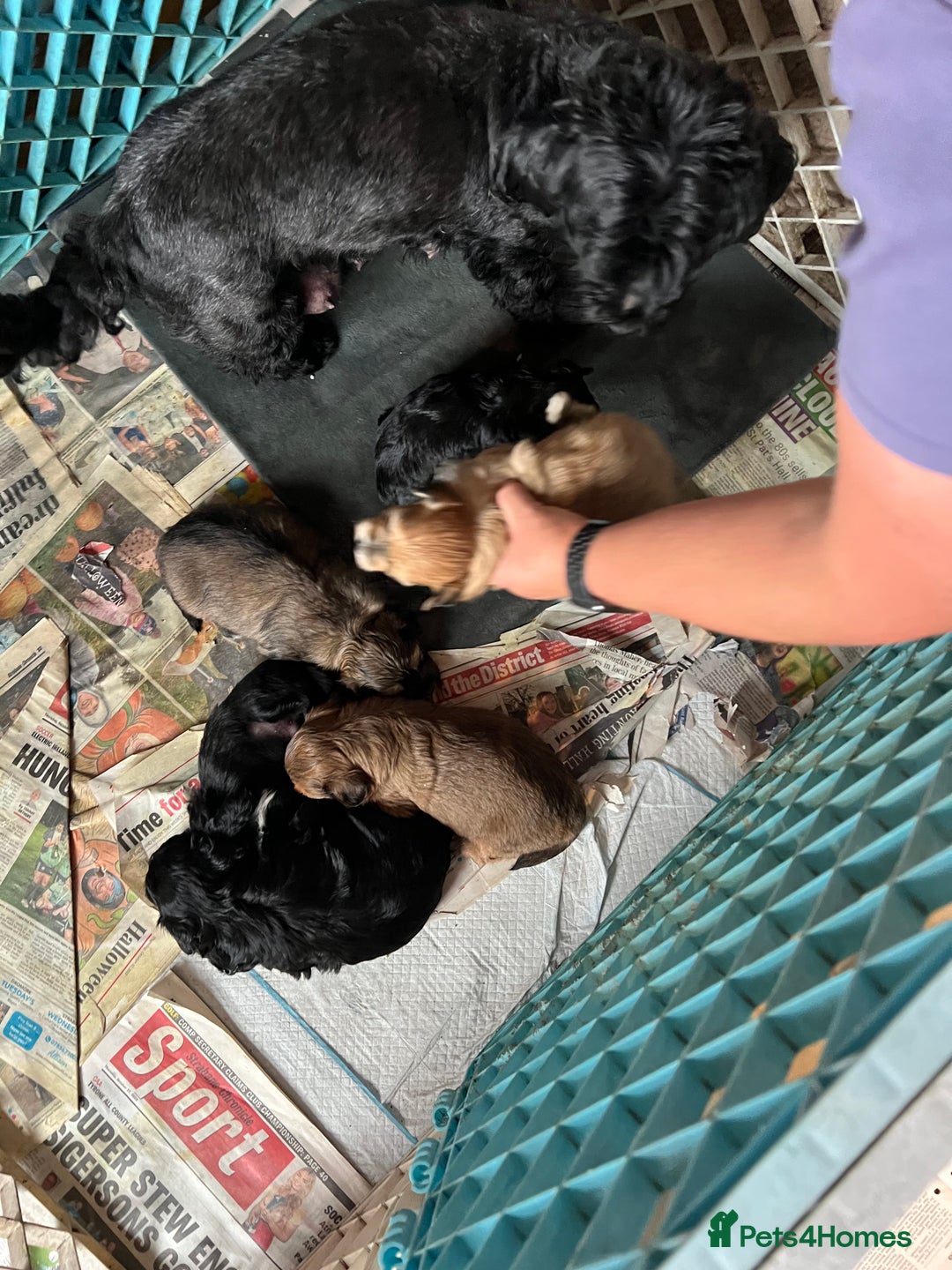 Havanese dogs for sale: Havanese Puppies Top Quality - Image 1