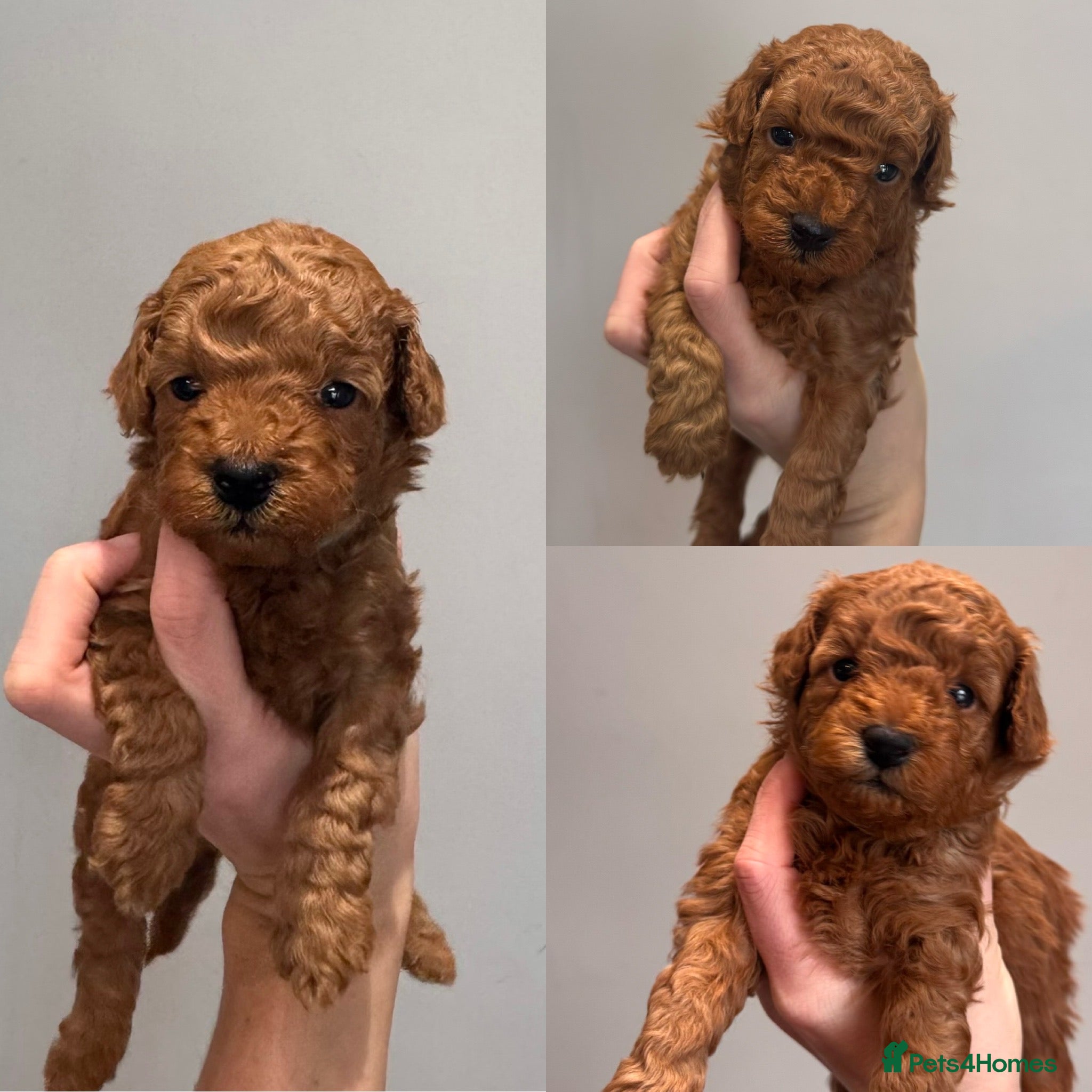 Maltipoo dogs 🐶 Adorable Red Maltipoo Puppies Available 🐶 - Advert 2