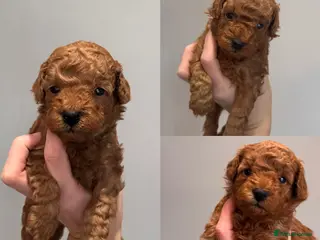 Maltipoo dogs 🐶 Adorable Red Maltipoo Puppies Available 🐶 - Advert 2