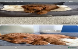 Cockapoo dogs for sale: Teddy - Image 4