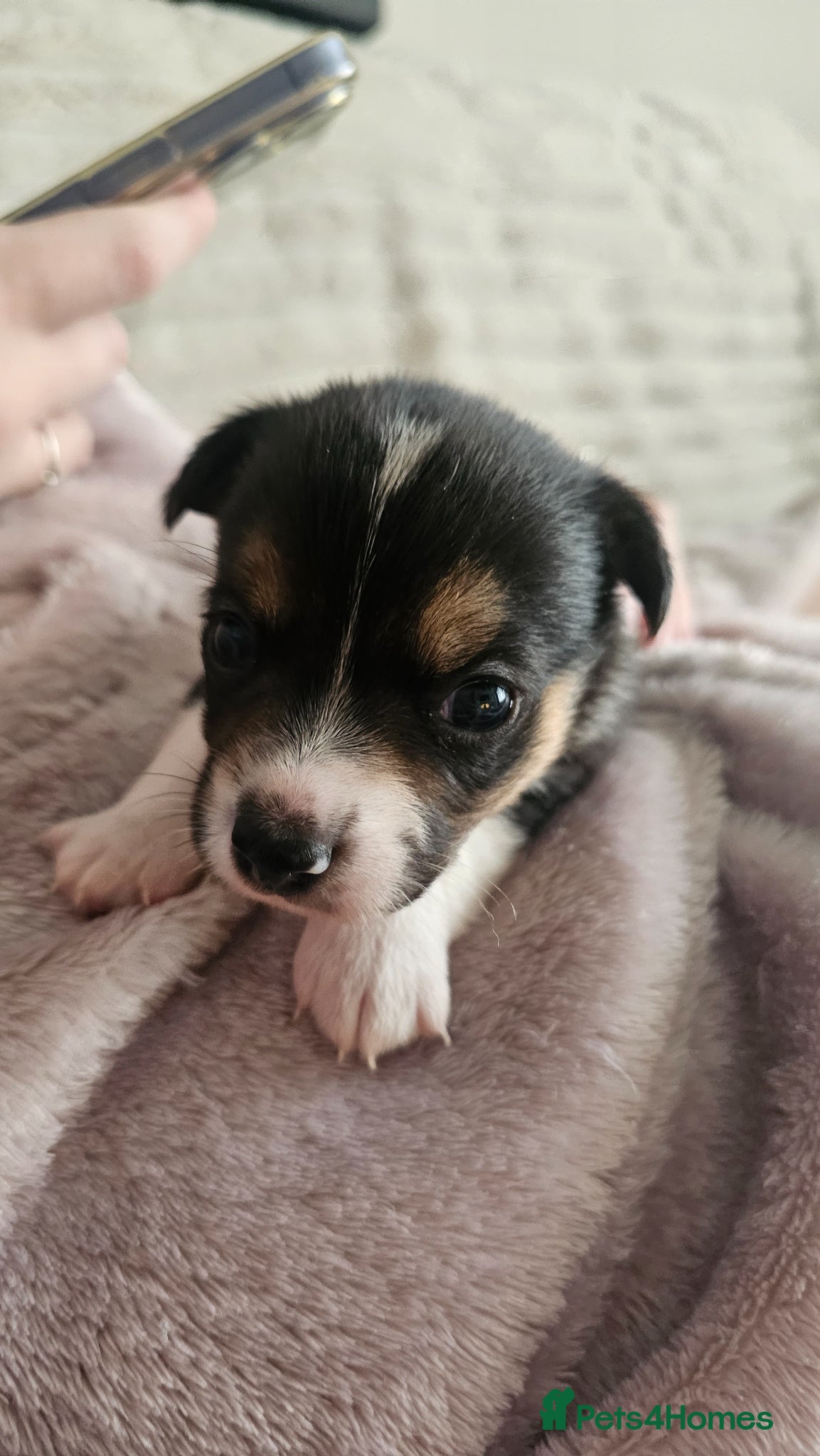 Jack Russell dogs 4 chunky Jack russell pups - Advert 8