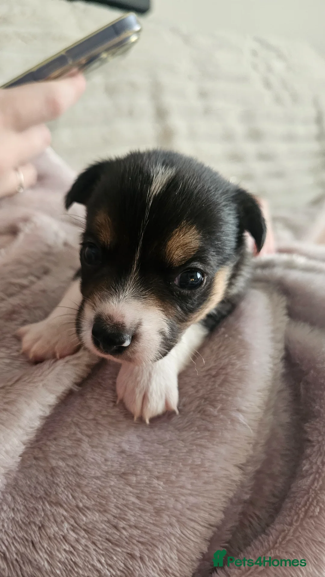 Jack Russell dogs for sale: 4 chunky Jack russell pups in Winsford - Advert 1