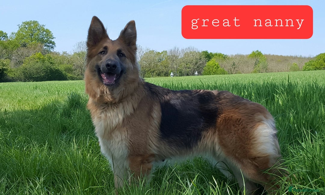German Shepherd dogs for sale: Stunning white puppy 6 months old ready now in Horsham - Image 33