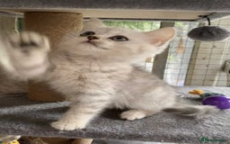 British Shorthair cats for sale: BSH quality Silvers - Advert 12