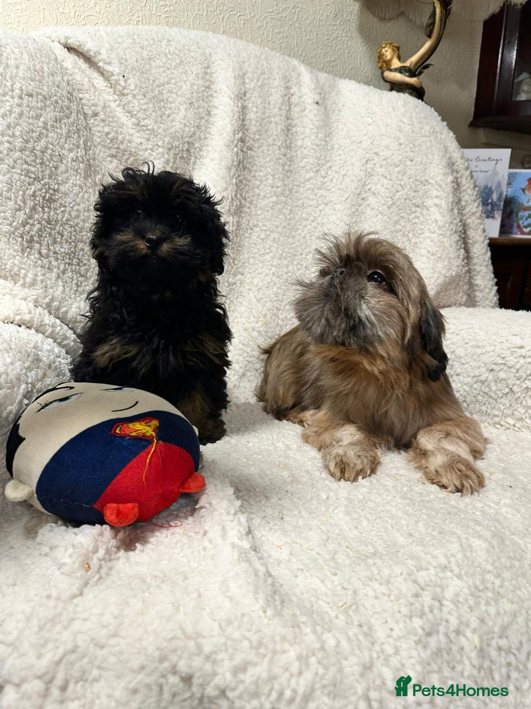 Shihpoo dogs for sale: Gorgeous shihpoo’s - Advert 4