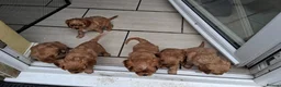 Cavalier King Charles Spaniel dogs for sale: Cavalier King Charles Spaniel puppies £1,600 in Poole - Advert 10