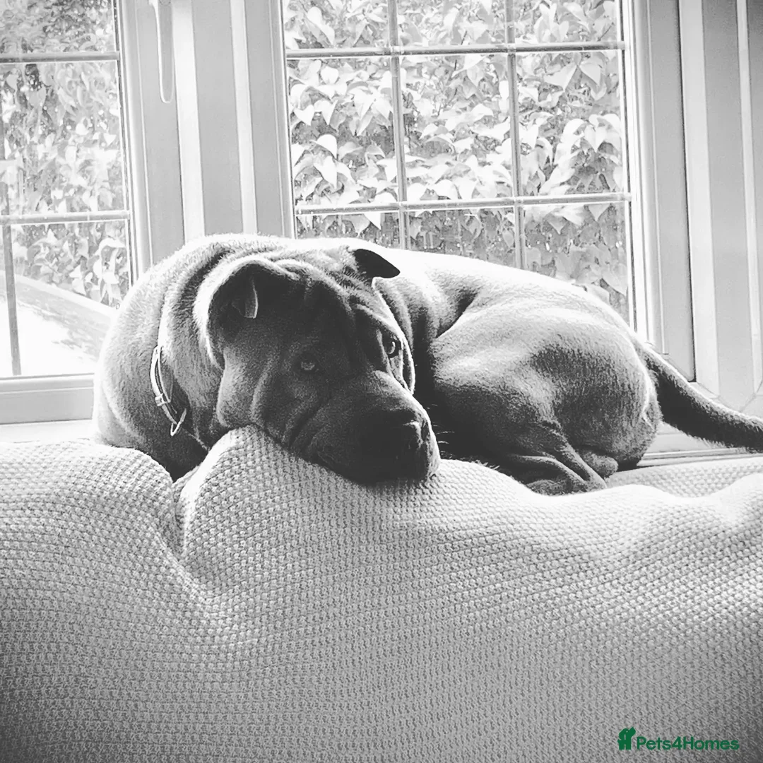 Shar Pei dogs for stud: Gus- Beautiful blue horse coat for stud in Billericay - Advert 4