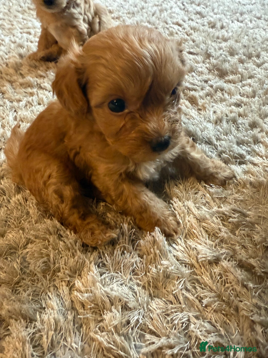 Maltipoo dogs for sale: Real life teddy bear f1 Maltipoos ❤️💥 - Image 28
