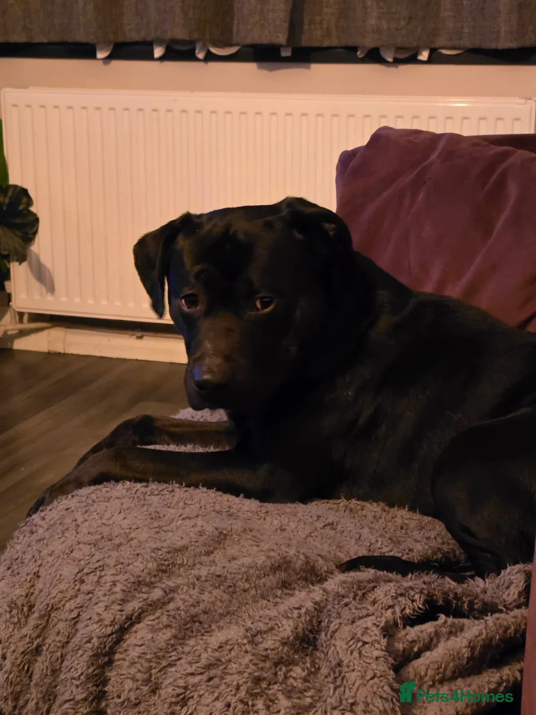 Mixed Breed dogs for sale: Kobie - Staffy x Labeador. 2 years old - Advert 4