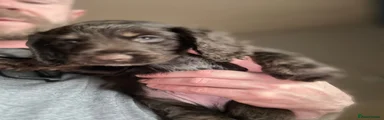 Cocker Spaniel 5