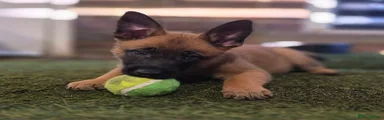 Belgian Shepherd Dog Puppy 4