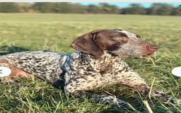 German Shorthaired Pointer dogs for sale: German shorthaired pointer - Image 1