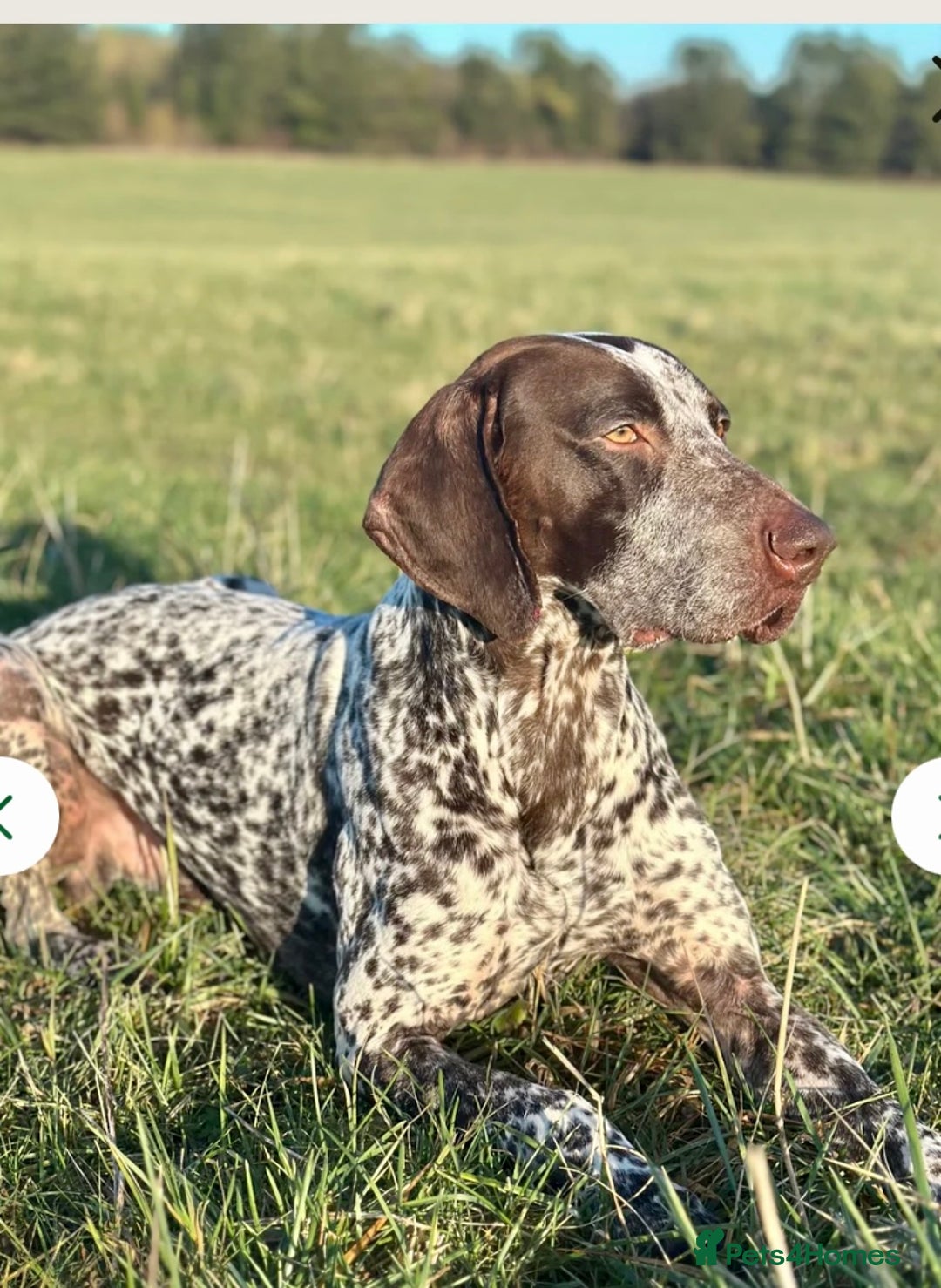 German Shorthaired Pointer dogs for sale: German shorthaired pointer - Image 1