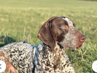 German Shorthaired Pointer dogs - Advert 8
