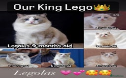 Ragdoll cats for sale: 🌟TICA🌟Champion Ragdoll🏆🏆🏆 - Image 7
