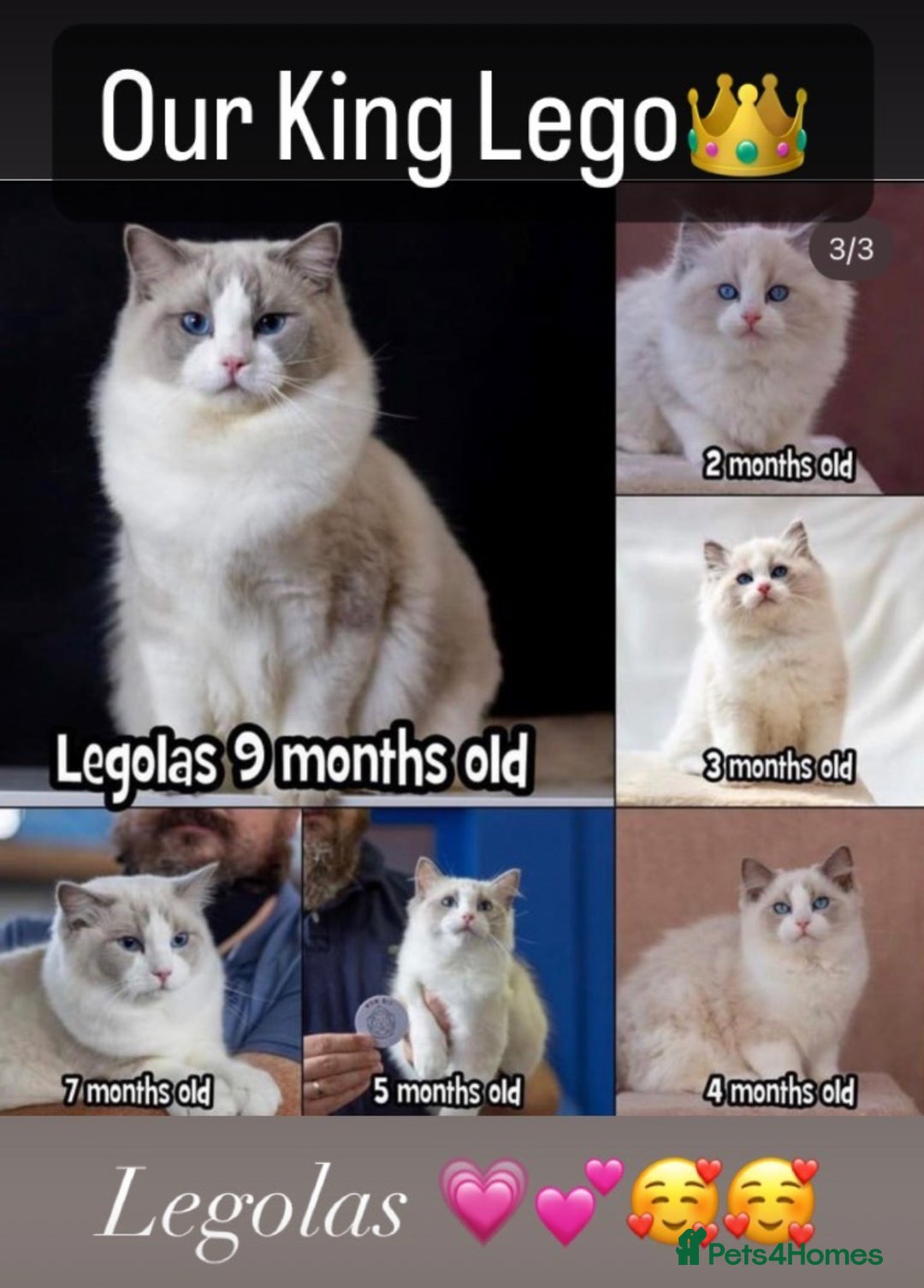 Ragdoll cats for sale: 🌟TICA🌟Champion Ragdoll🏆🏆🏆 - Image 7