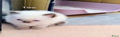 Ragdoll 2