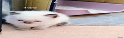 Ragdoll cats for sale: Three beautiful pure bred Ragdoll girls - Advert 9