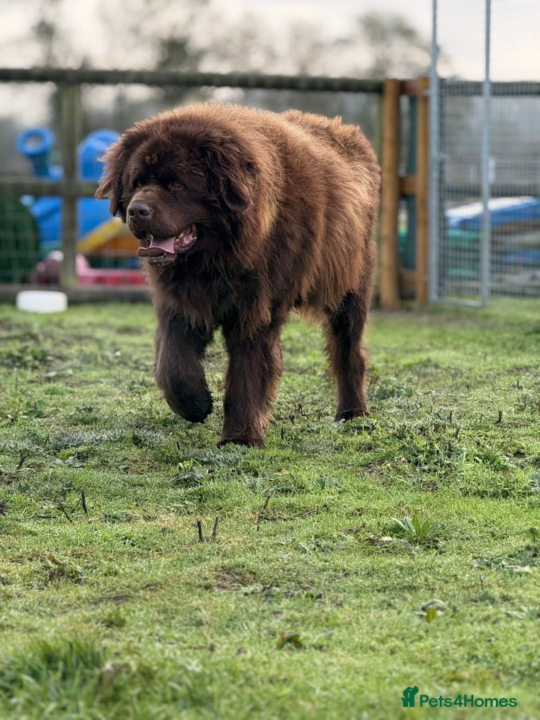 Newfoundland dogs for sale:  💙Do you have a heart big enough for this boy 💙 - Advert 4