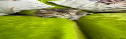 British Longhair cats for sale: British Longhair Kittens in London - Advert 24