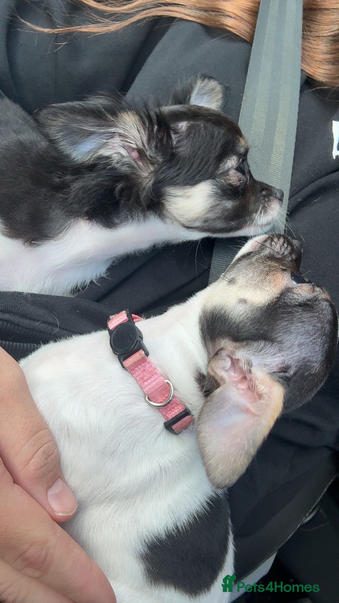Chihuahua dogs for sale: Ready to leave female chihuahua BOTH vaccines done - Image 18