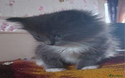 Ragdoll cats for sale: CUTE BLUE MITTED RAGDOLL KITTENS  - Image 6