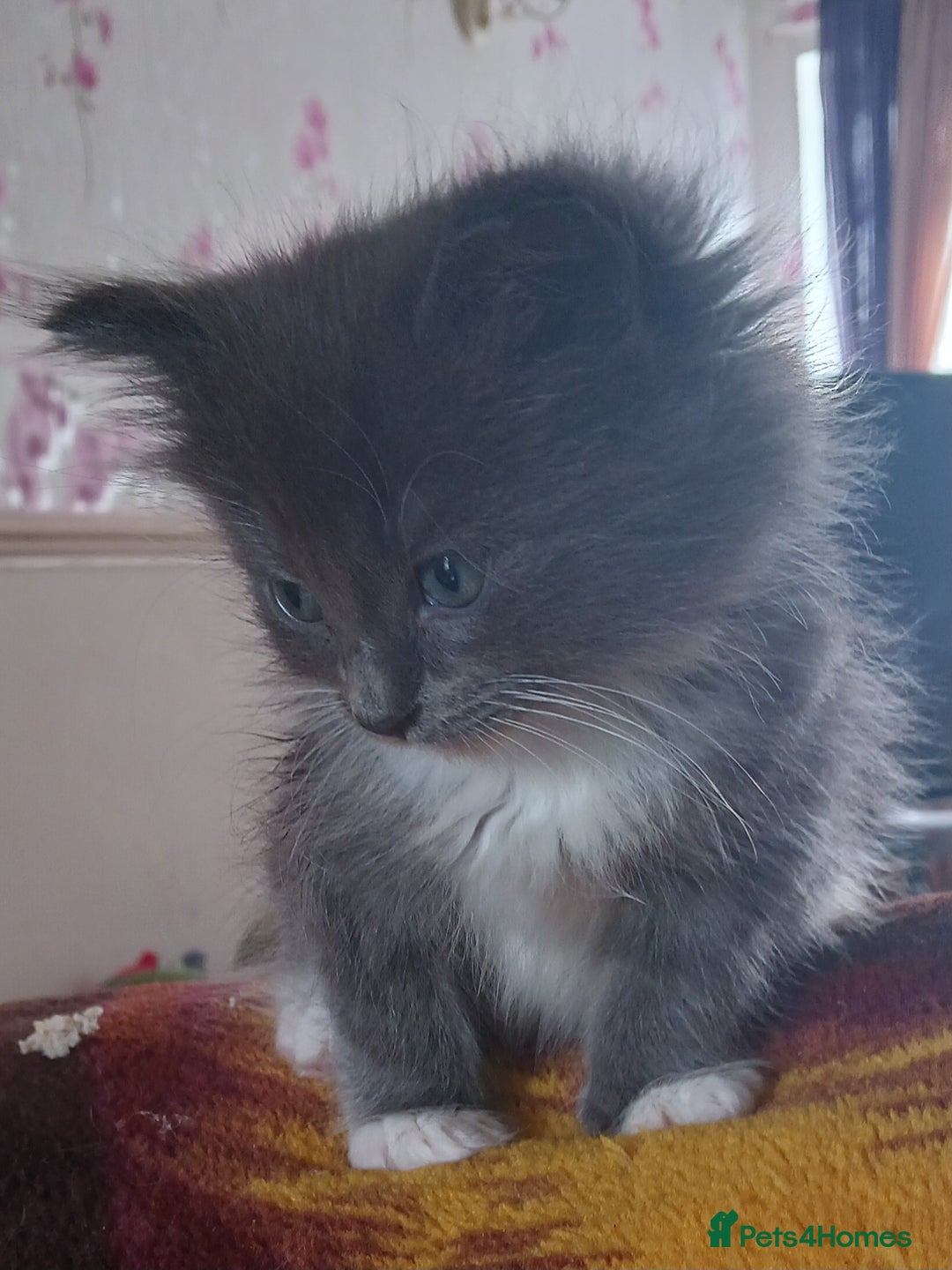 Ragdoll cats for sale: CUTE BLUE MITTED RAGDOLL KITTENS  - Image 6