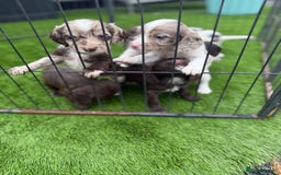 Cocker Spaniel dogs for sale: English cocker spaniel puppies - Image 2
