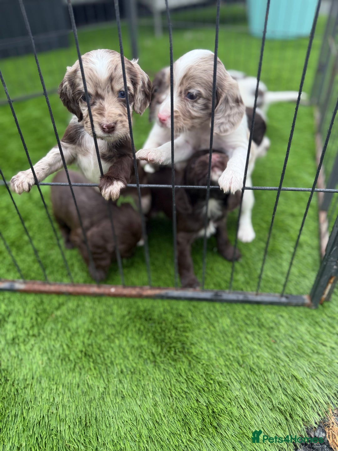 Cocker Spaniel dogs for sale: English cocker spaniel puppies - Image 2
