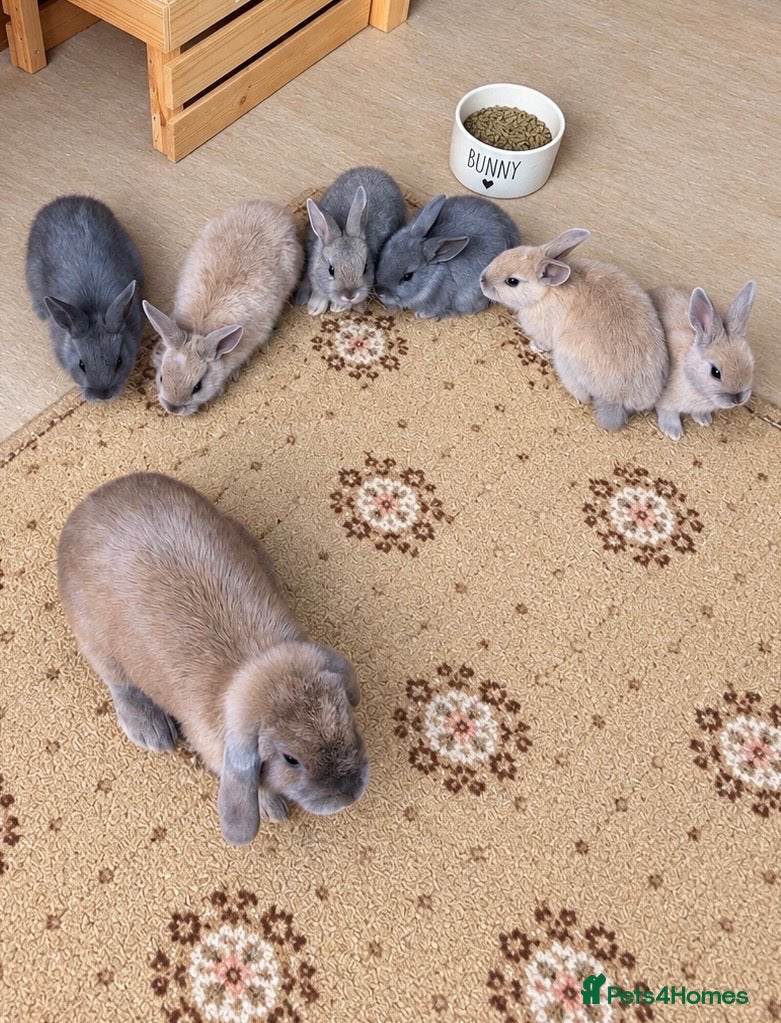 Dwarf Lop rabbits Baby rabbits  - Advert 4