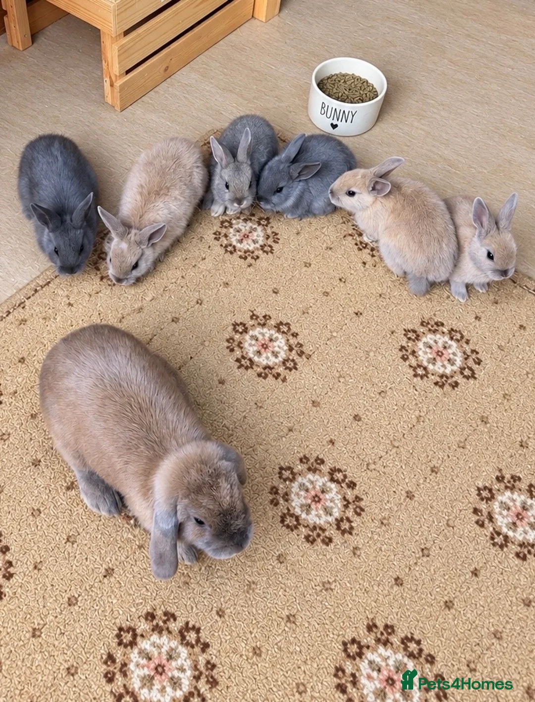 Dwarf Lop rabbits for sale: Baby rabbits  in Norwich - Advert 1