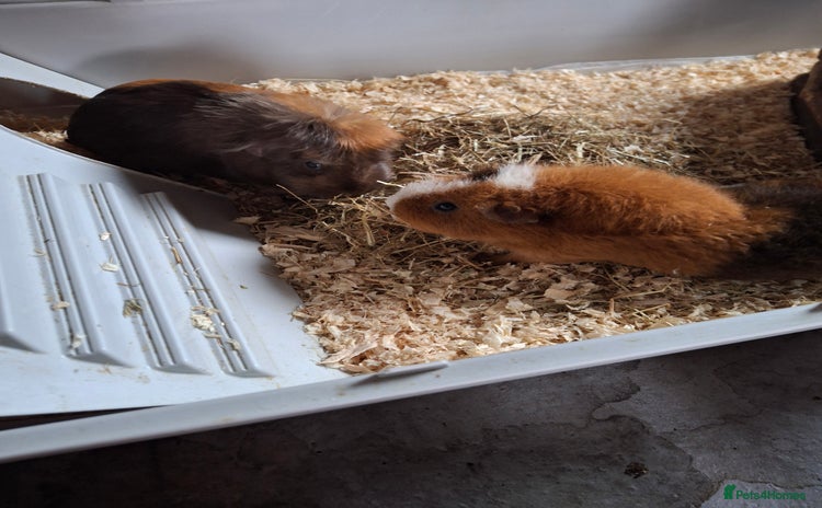 Guinea Pig rodents - Advert 2
