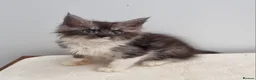 Maine Coon cats for sale: GCCF Pedigree Maine Coon Kittens for sale  - Advert 8