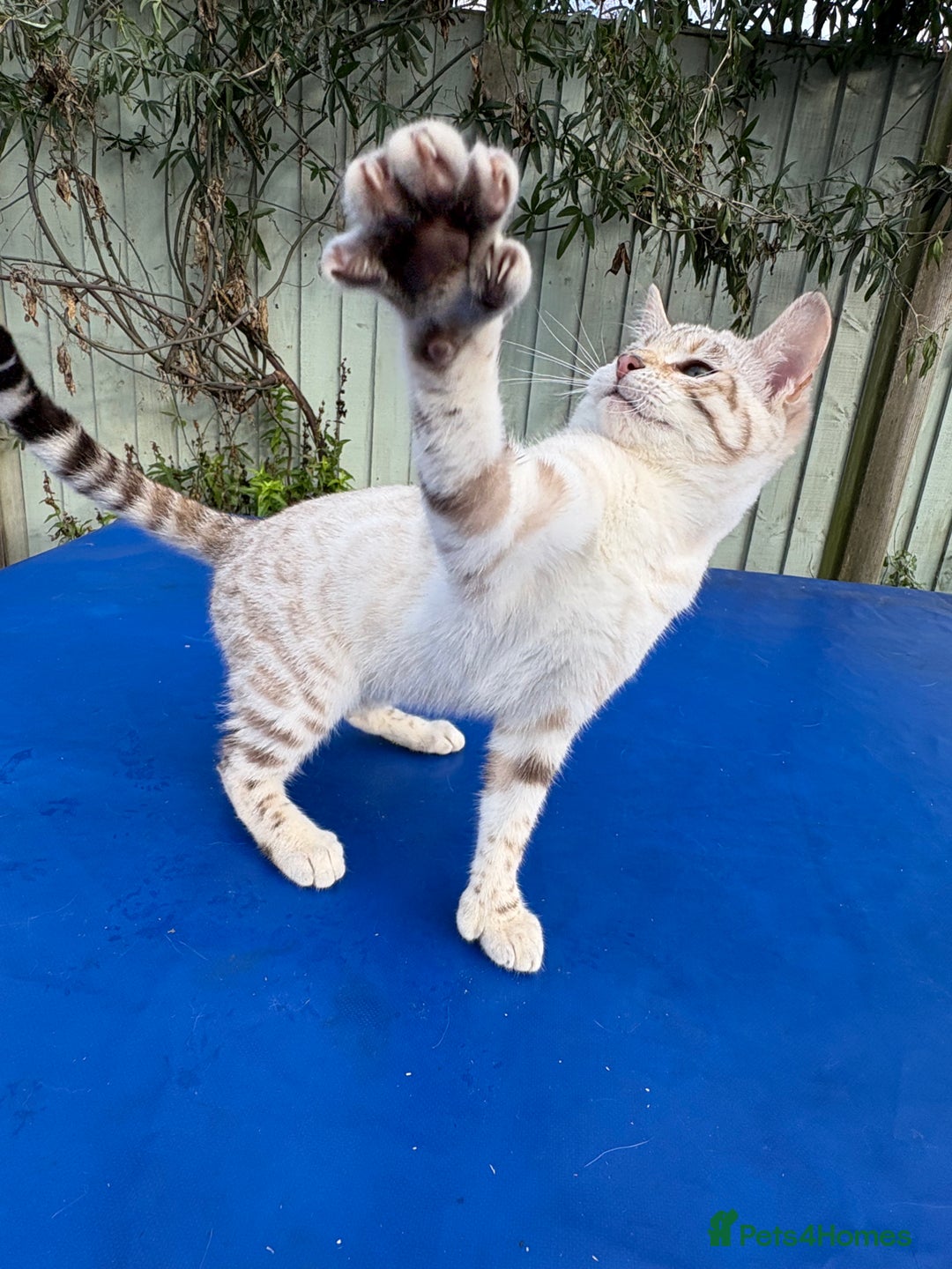 Keetso cats for sale: Superb polydactyl rosetted girl  - Advert 17
