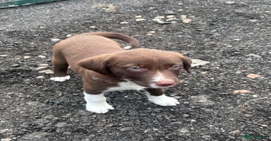 Mixed Breed dogs - Advert 2