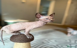Sphynx cats for sale: Beautiful Sphynx Kittens Available  - Image 10