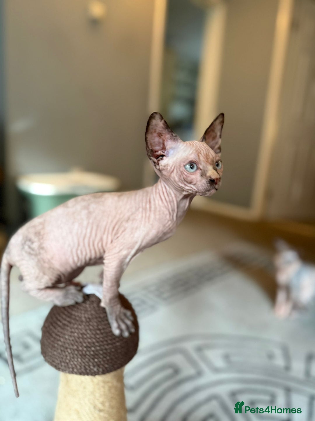 Sphynx cats for sale: Beautiful Sphynx Kittens Available  - Image 10