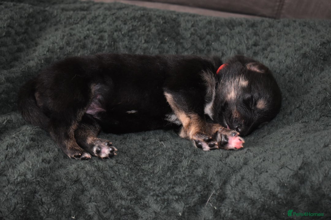 Shepsky dogs for sale: German shepherd x husky puppies - Image 13