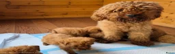 Miniature Poodle dogs for sale: Red minature poodles. in Aberdeen - Advert 1