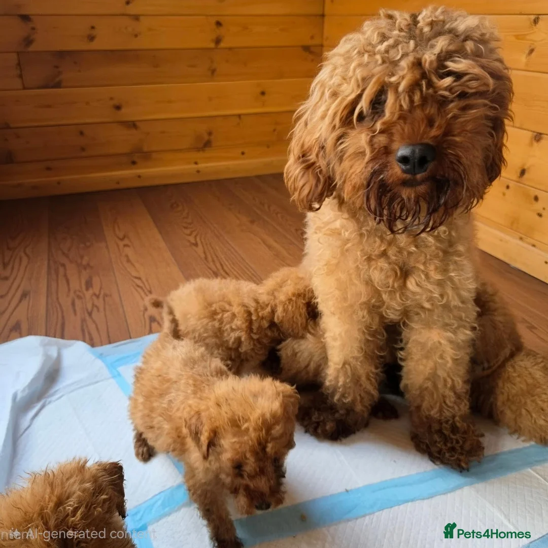 Miniature Poodle dogs for sale: Red minature poodles. in Aberdeen - Advert 1